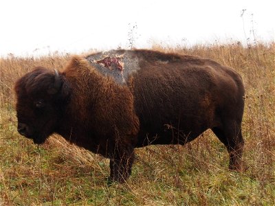 One Tough Bison photo