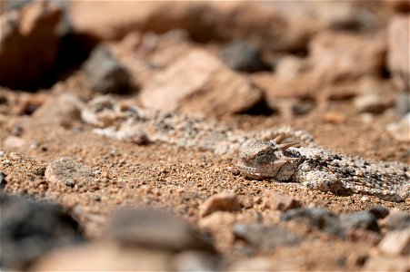 Southern Desert Horned Lizards photo