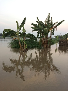 Landscape plants banana trees photo