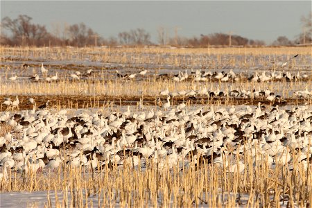 Spring Goose Migration Huron Wetland Management District South Dakota photo
