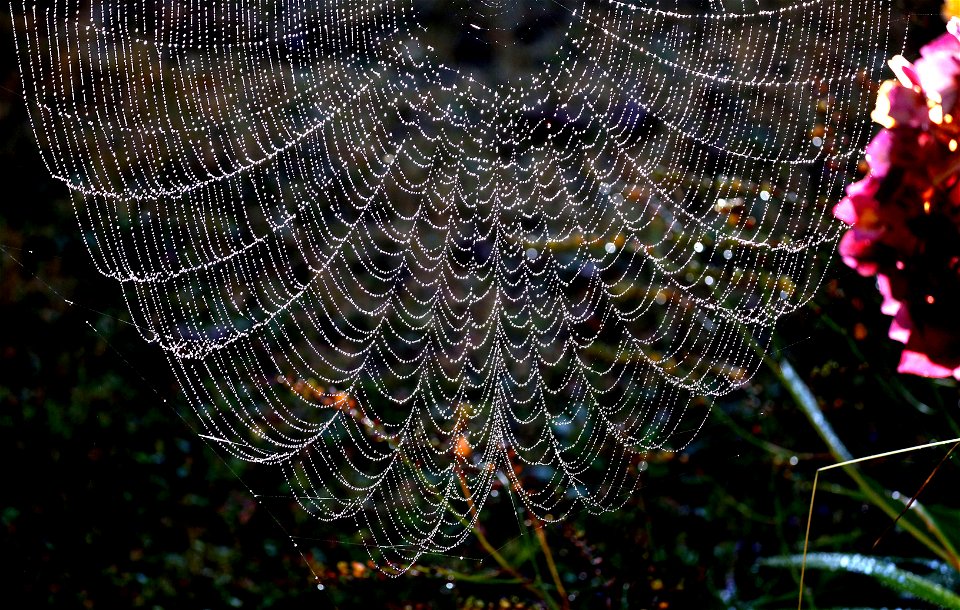 SPIDER WEB (09-29-2022) crescent city, del norte co, ca -02d