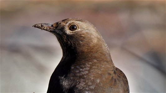 Diese Amsel hat wohl im Dreck gestochert