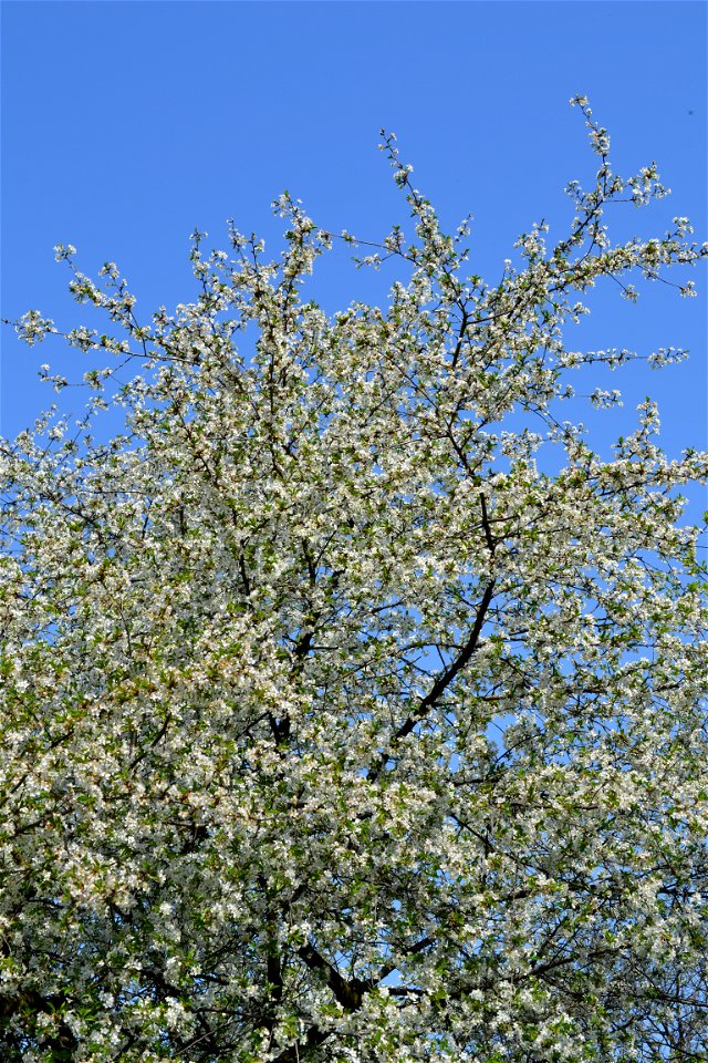 Spring ,April 2023