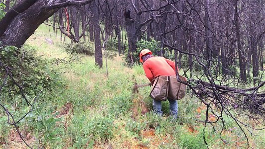 Planting on public lands