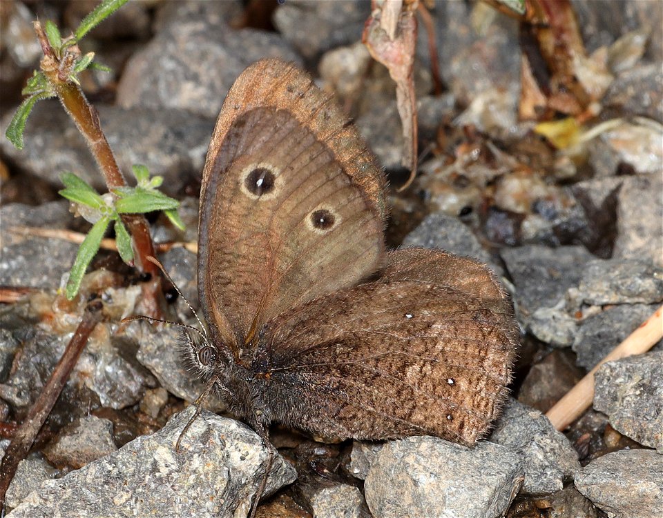 WOOD-NYMPH, SMALL (Cercyonis oetus) (09-02-2022) about 5900 ft, table mt, jackson co, or (3)
