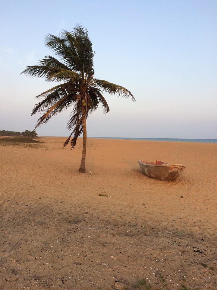 Landscape trees beach
