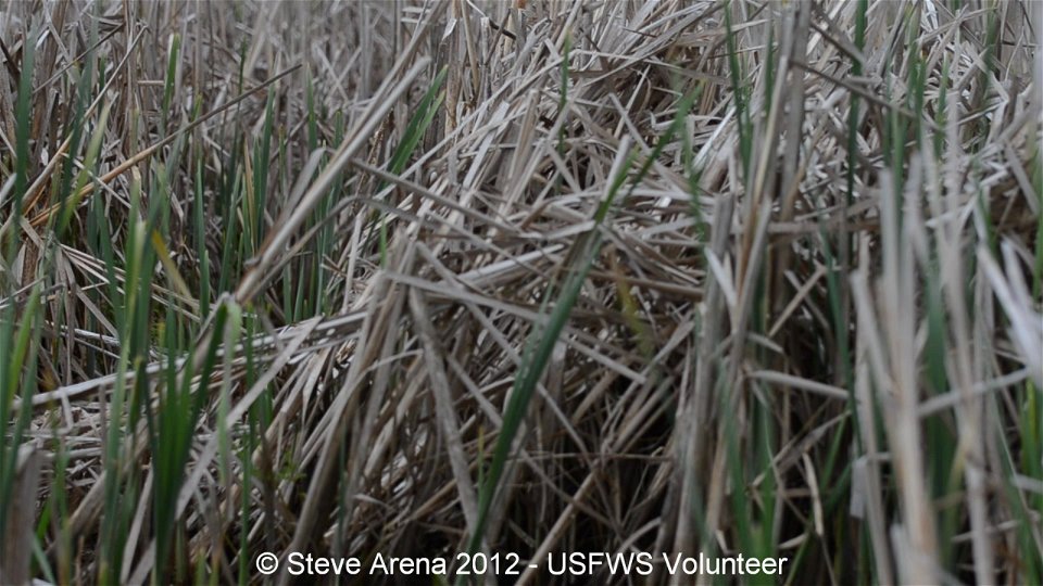 Virginia Rail (Rallus limicola) vocalization - Great Meadows NWR, Concord, MA photo