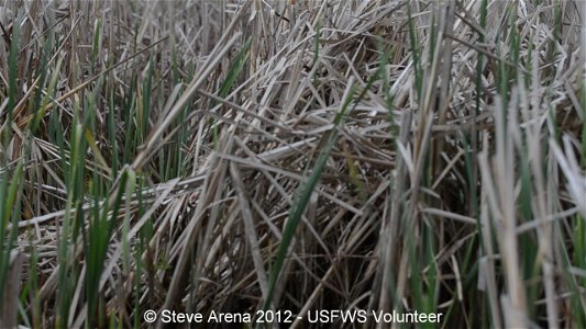 Virginia Rail (Rallus limicola) vocalization - Great Meadows NWR, Concord, MA photo