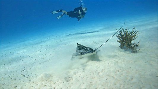 Mandy and Eagle Ray Bonaire