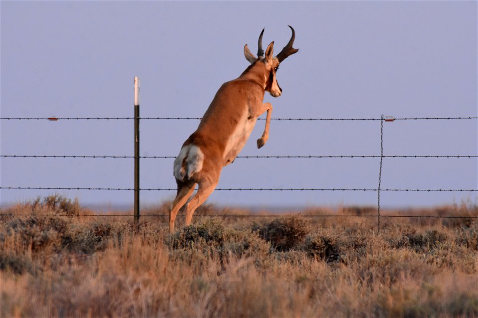 Pronghorn at Seedskadee National Wildlife Refuge