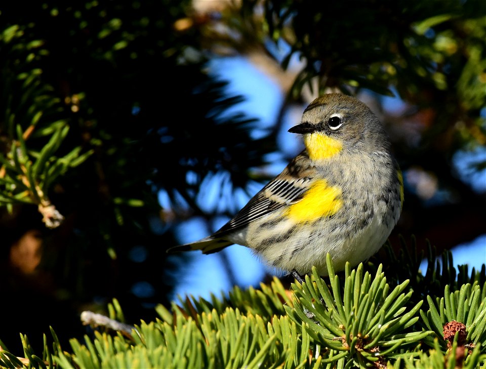 Yellow rumped warbler at Seedskadee National Wildlife Refuge