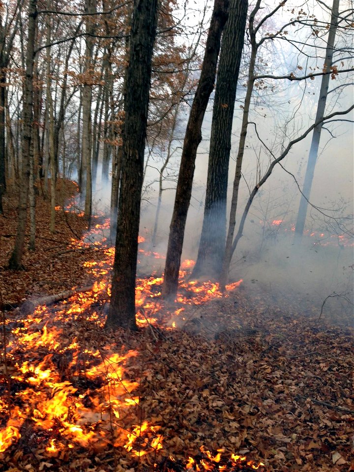 Prescribed burning at Crab Orchard National Wildlife Refuge