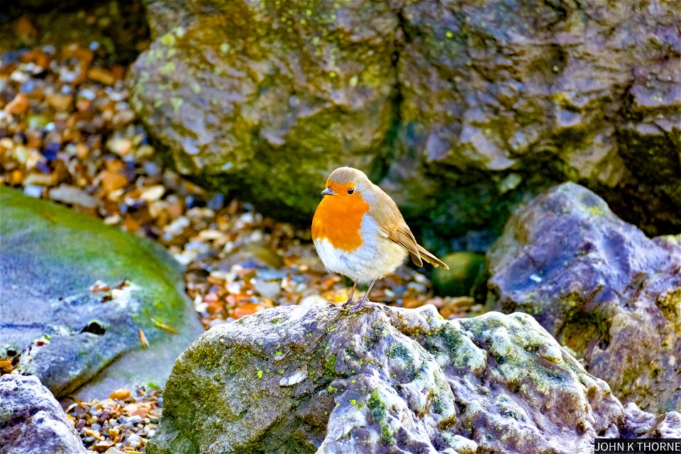 Robin on the beach.