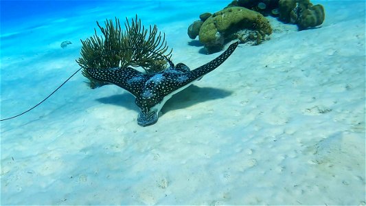 Nose to the sand Eagle Ray Invisibles Bonaire. photo