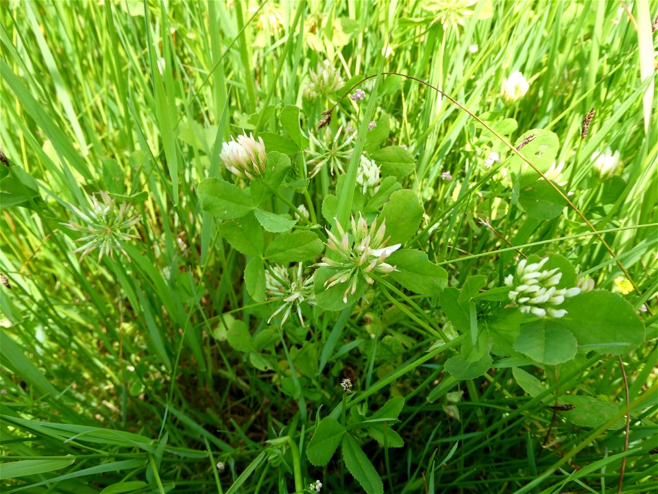 Trifolium michelianum Savi, 1798
