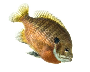 Blue gill photo