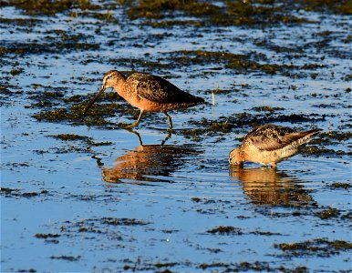 Long-billed dowitcher at Seedskadee National Wildlife Refuge Wyoming