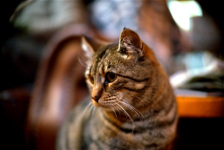 50mm F1.2