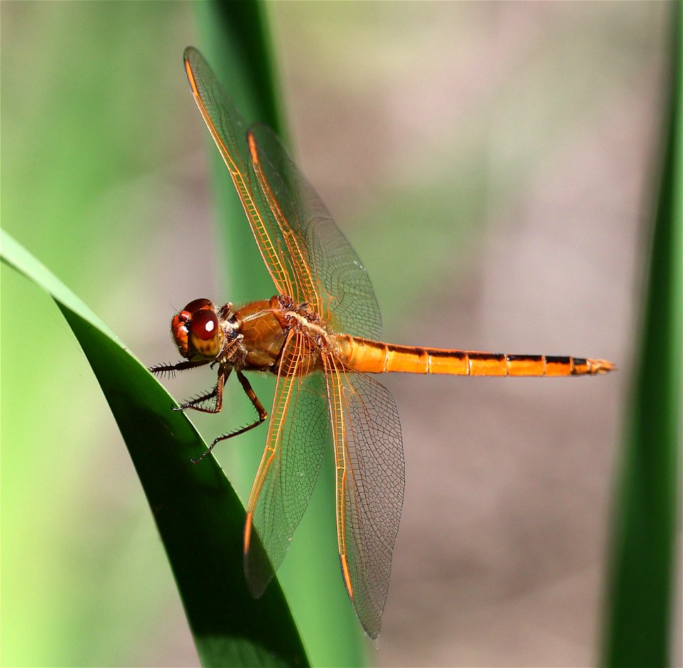 SKIMMER, NEEDHAM'S (Libellula needhami) (05-16-2023) fort fisher state rec area, new hanover co, nc -01