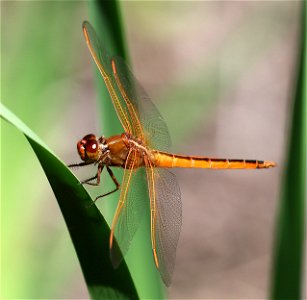 SKIMMER, NEEDHAM'S (Libellula needhami) (05-16-2023) fort fisher state rec area, new hanover co, nc -01