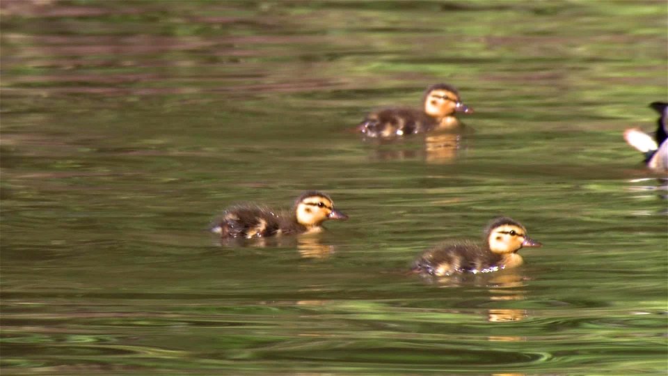 Mallard Drake With Young photo