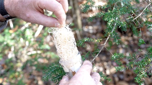 Releasing Laricobius Beetles