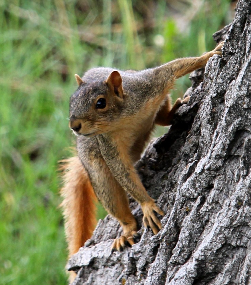 Fox Squirrell