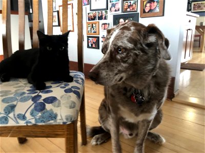 Cat and Dog Act 1: Approach photo