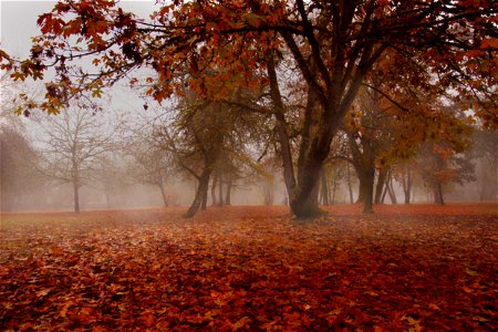 Orange leaves in fog, Waterloo County Park, Oregon photo