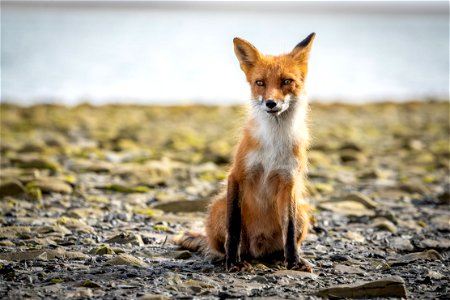 Fox at Katmai Bay photo