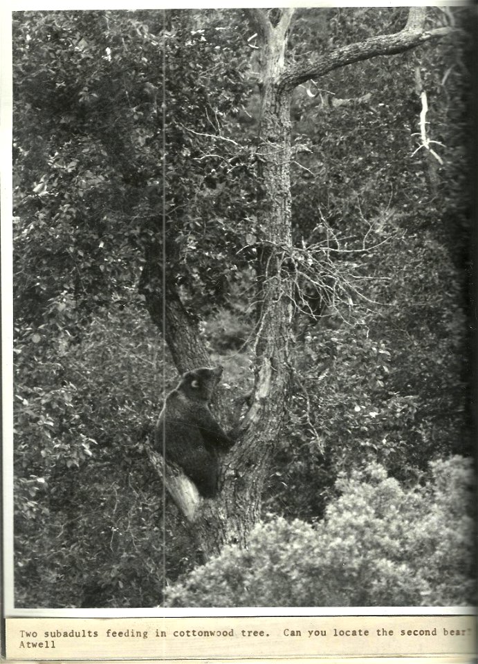 (1971) Can You Find the Second Bear