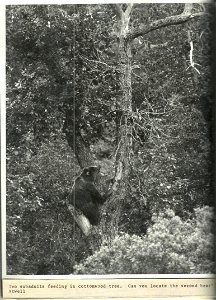 (1971) Can You Find the Second Bear photo