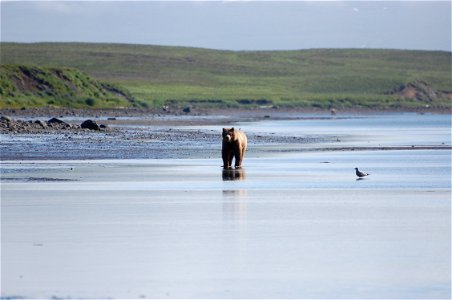 Brown bear in Kinzarof Lagoon photo