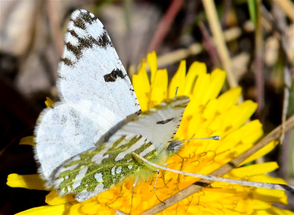 Western white butterfly at Seedskadee National Wildlife Refuge