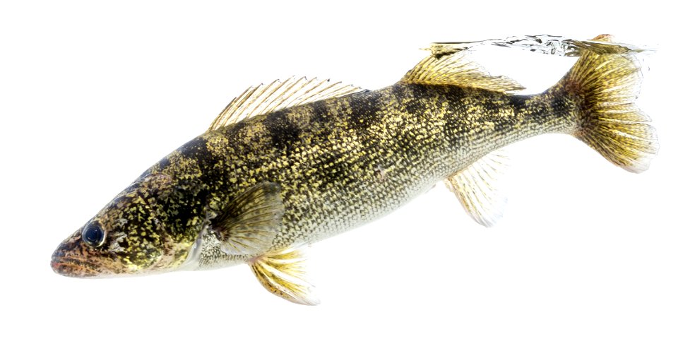 Walleye (Sander vitreus)