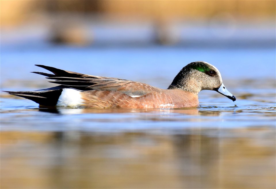 American wigeon at Seedskadee National Wildlife Refuge Wyoming