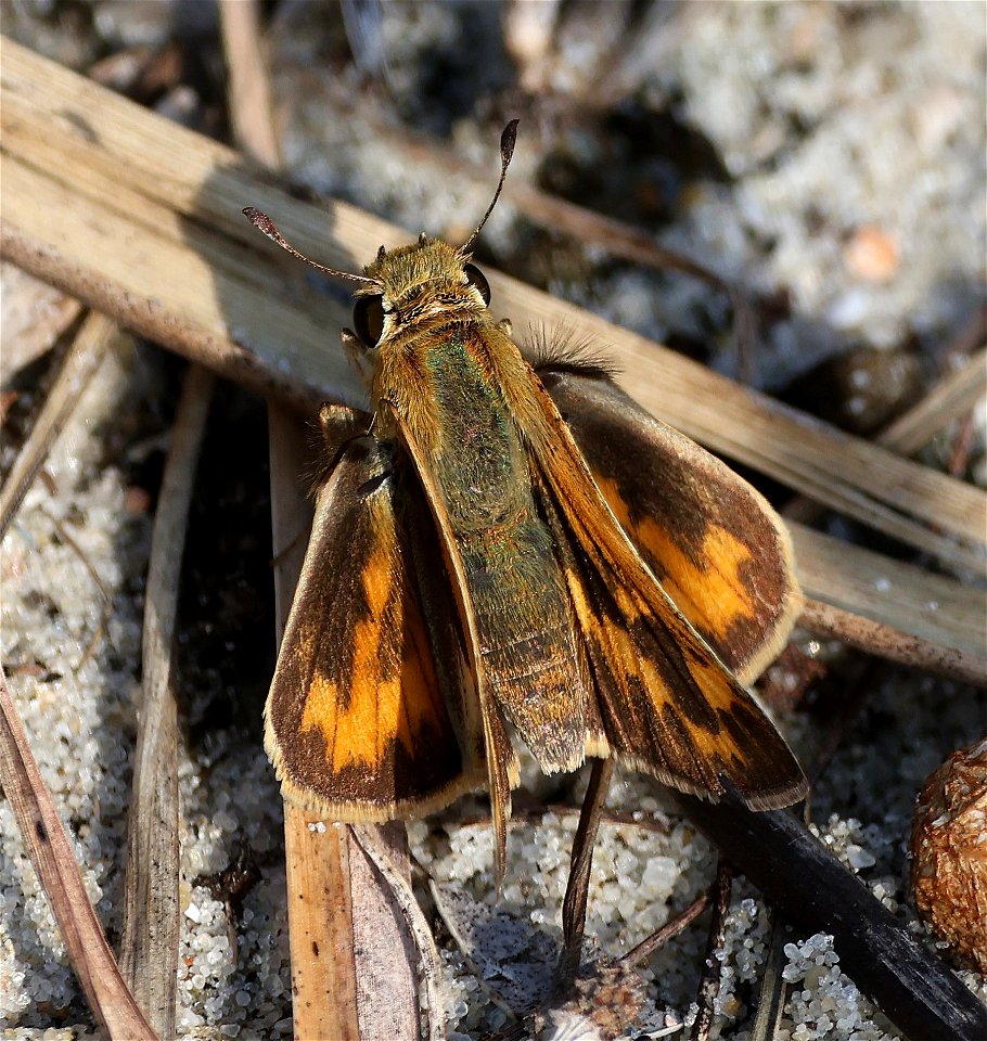 SKIPPER, FIERY (Hylephila phyleus) (05-22-2023) fort macon, carteret co, nc -01