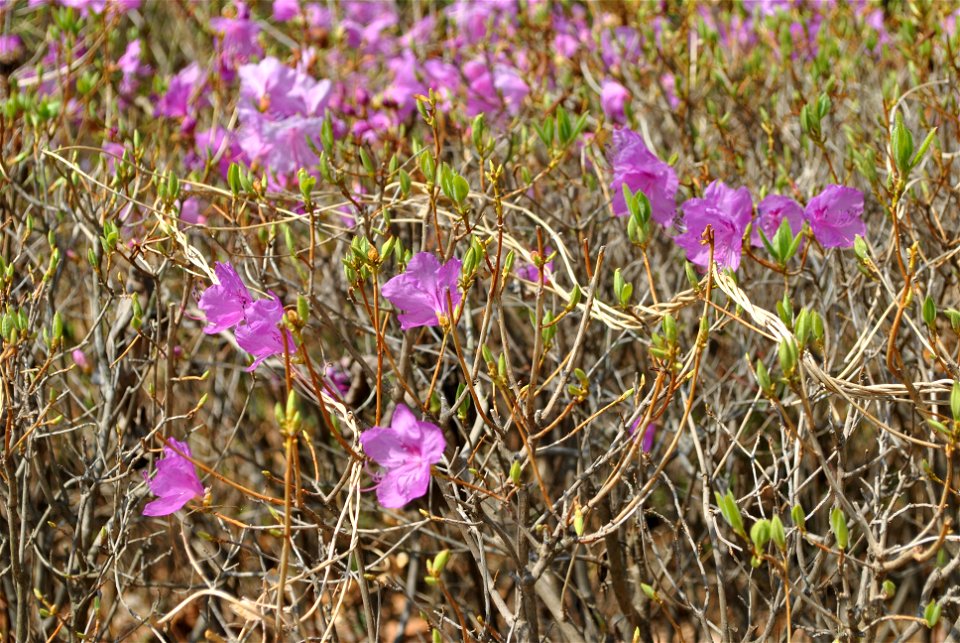 Younginsan Park Spring 2023
