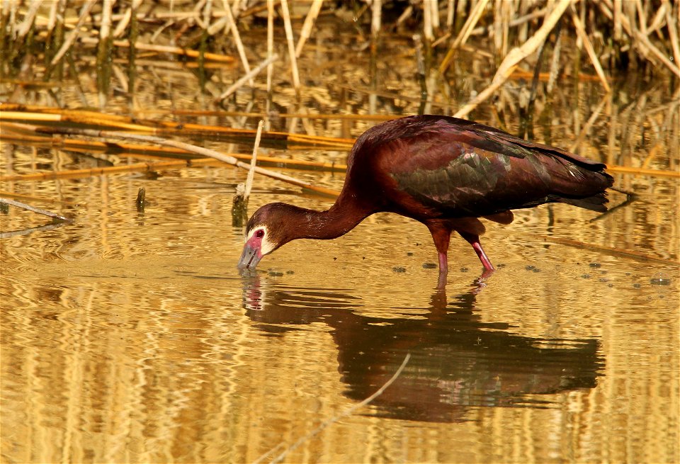 White-Faced Ibis Bear River Migratory Bird Refuge