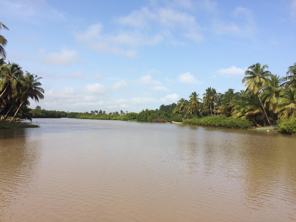 Landscape trees coconut