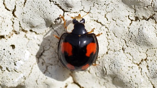 Harmonia axyridis (Asiatischer Marienkäfer) %22Hufeisenfleck%22-Variante in schwarz-rot
