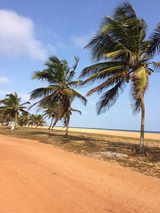 Beach coconut sky photo