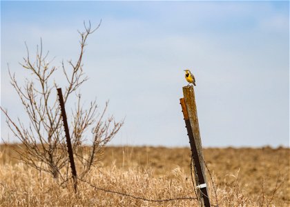 Western Meadowlark photo