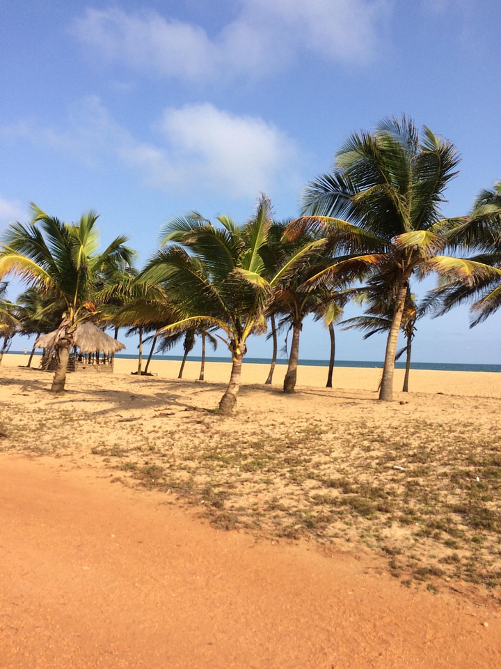 Landscape coconut sky