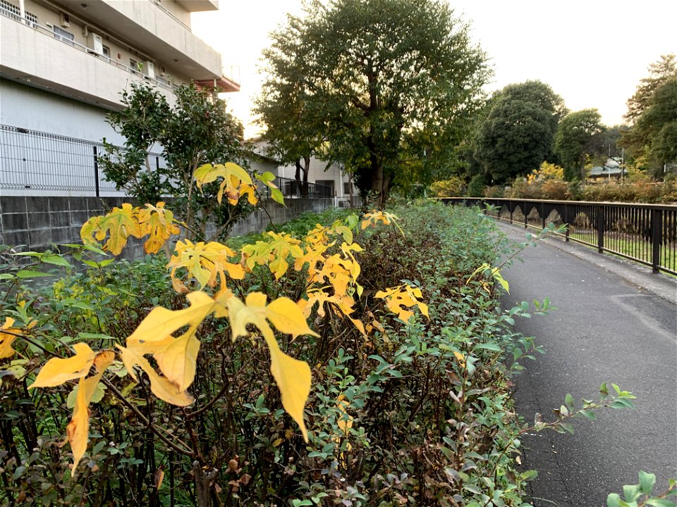 Higashihoncho Higashikurume-shi in November