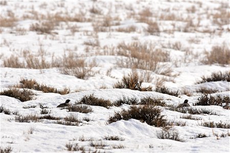 Greater sage-grouse on Seedskadee National Wildlife Refuge