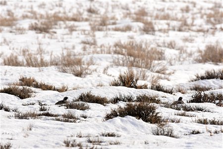 Greater sage-grouse on Seedskadee National Wildlife Refuge photo