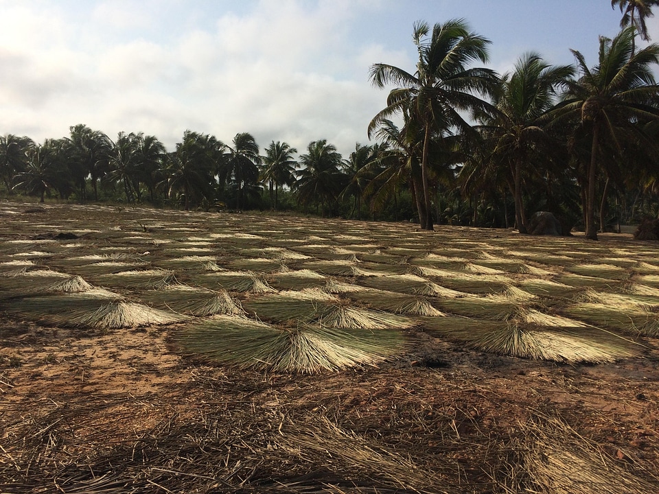 Landscape trees coconut
