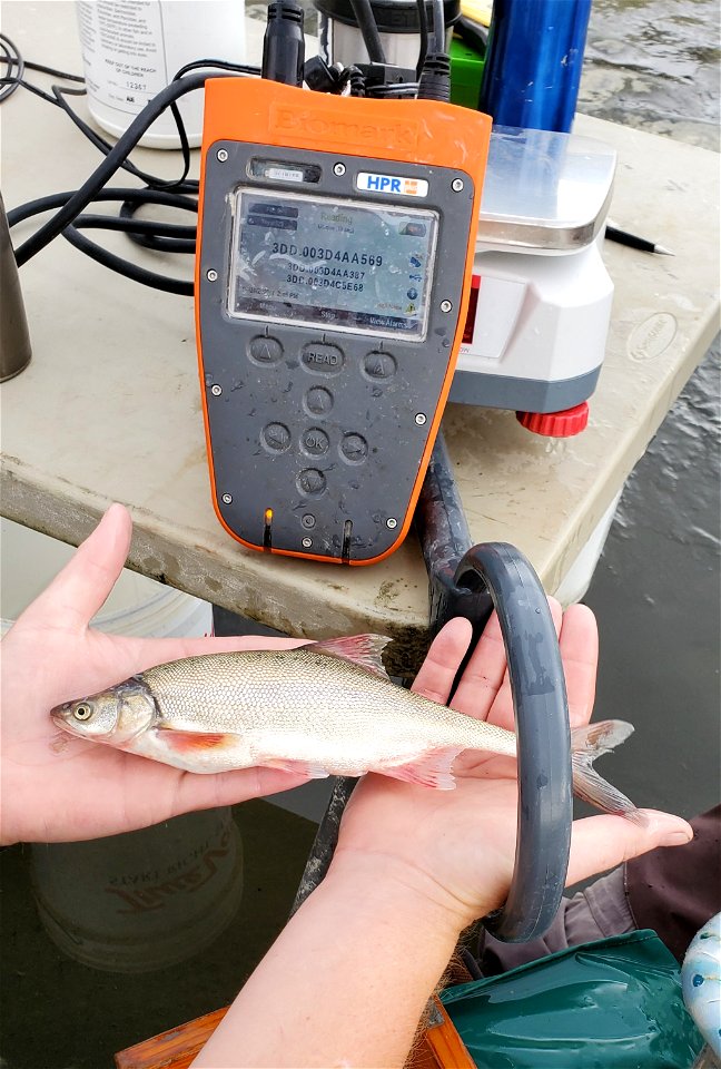 Identifying a bonytail chub