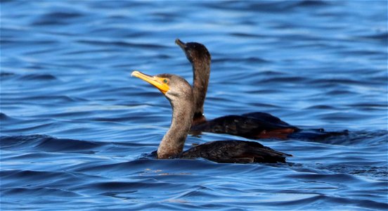 Double-crested Cormorant Huron Wetland Management District